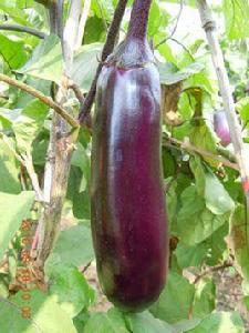 平茄一號 平茄一號