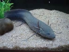 東非肺魚 東非肺魚