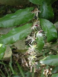 小刺山柑 小刺山柑