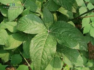 黃心衛矛 黃心衛矛