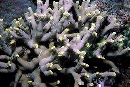 乳黃濱珊瑚 乳黃濱珊瑚