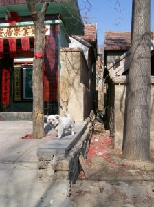 後寺村[臨沂市後寺村]