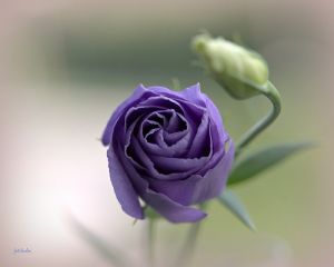 單色龍膽 單色龍膽