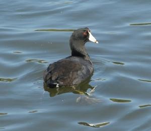 美洲骨頂 美洲骨頂