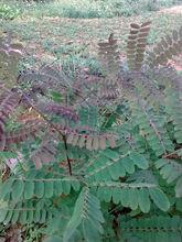 一年生苗木的圖片