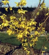 真珠相思樹 真珠相思樹