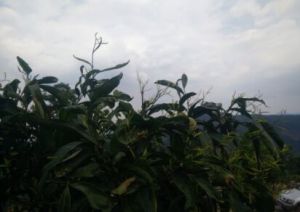 長蕊甜菜樹 長蕊甜菜樹