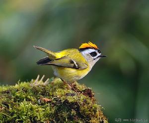 火冠戴菊 火冠戴菊