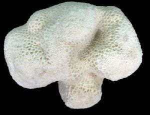 粗突小星珊瑚
