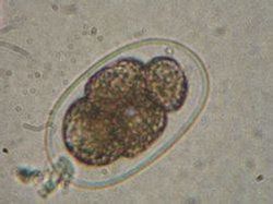 似盤鉤蟲屬 似盤鉤蟲屬