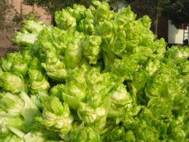 璧山兒菜 璧山兒菜