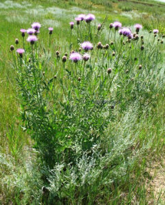 麻花頭屬 麻花頭屬