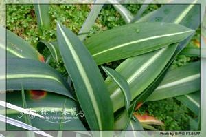 白肋朱頂紅 白肋朱頂紅