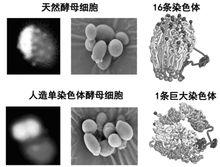 2018年度中國科學十大進展