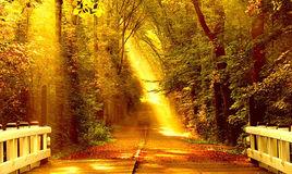 未選之路[弗羅斯特詩作]