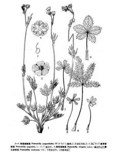 銀背委陵菜（圖5、6、7）