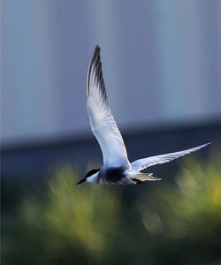 澳洲燕鷗 澳洲燕鷗