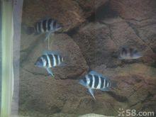 六間魚圖片欣賞