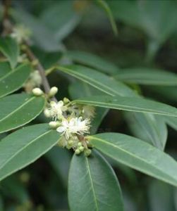 狹葉山礬 狹葉山礬