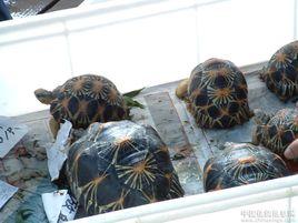 廣州花地灣花鳥魚蟲批發市場 廣州花地灣花鳥魚蟲批發市場