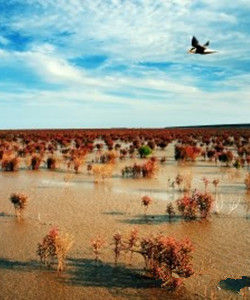 自然保護系統工程 自然保護系統工程