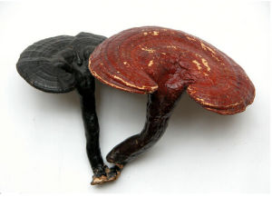 龍泉靈芝 龍泉靈芝