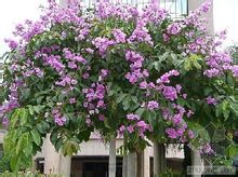 大花紫薇