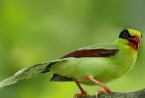 藍綠鵲越南亞種 藍綠鵲越南亞種