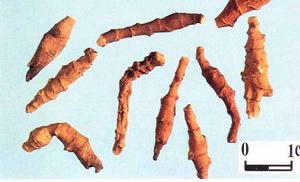 九節菖蒲[毛茛目毛茛科植物]