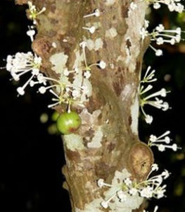 優曇婆羅花 優曇婆羅花