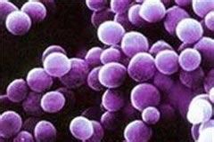 腸球菌肺炎 腸球菌肺炎