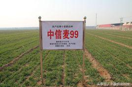 中信麥99 中信麥99