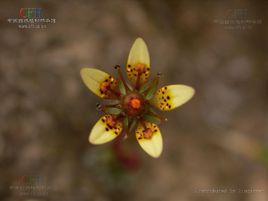 小斑虎耳草 小斑虎耳草