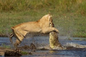 與鱷魚搏鬥的母獅