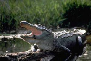 美國短吻鱷