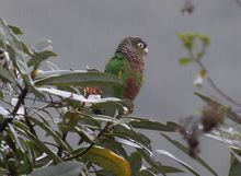 棕胸錐尾鸚鵡 棕胸錐尾鸚鵡