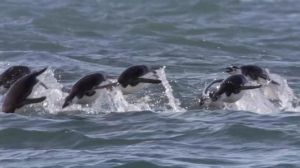 頷帶企鵝 頷帶企鵝