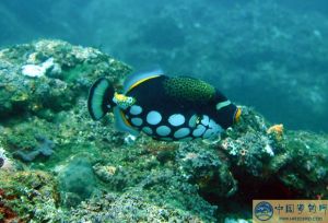 暗首平頭魚 暗首平頭魚