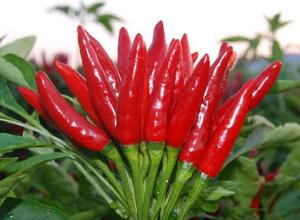 蒼山辣椒 蒼山辣椒