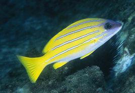 五線笛鯛 五線笛鯛