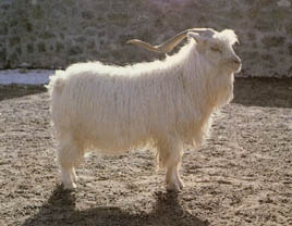 中衛山羊