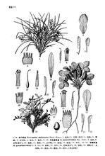 西域黃耆 西域黃耆