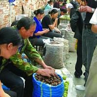 平武縣果農銷售核桃