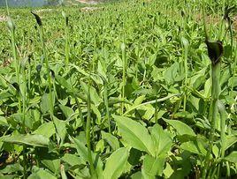 赫章半夏 赫章半夏