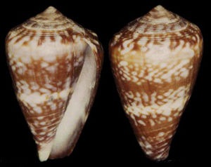 盧古芋螺 盧古芋螺