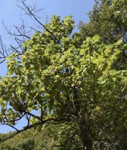 蘭考泡桐 蘭考泡桐