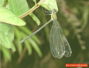 黑角細色蟌 黑角細色蟌