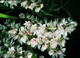 密花毛蘭 密花毛蘭