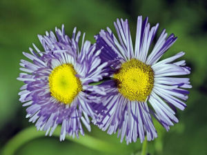 展苞飛蓬 展苞飛蓬