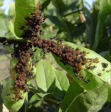 月季長管蚜為害症狀